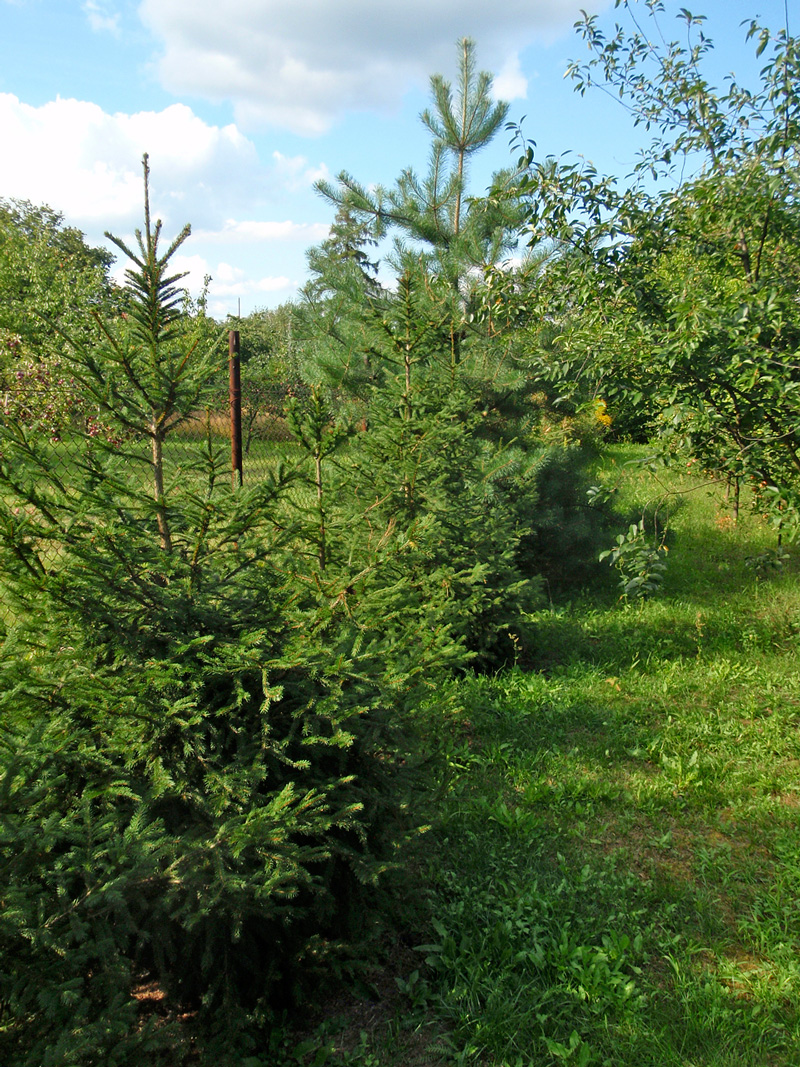 drzewa-moje-u-henka-sierpien-2016