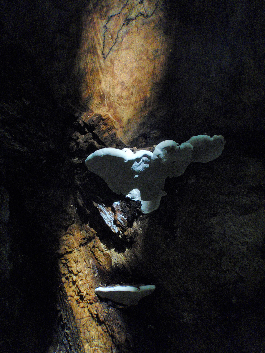 white-ufo-in-huzarski-forrest